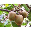 優(yōu)異的獼猴桃推薦|獼猴桃認(rèn)購(gòu)