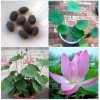 價(jià)格優(yōu)惠的荷花苗保定哪里有——食用蓮藕專(zhuān)賣(mài)店