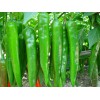 辣椒種苗價(jià)格：供應(yīng)山東高質(zhì)量的辣椒種苗