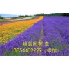 【go!go!go!】哪里能夠買到價格實惠、成活率高的薰衣草？-13854489229