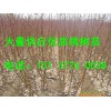 桃樹苗信息_在哪能買到高質(zhì)量的桃樹苗
