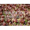 哪里能買到優質的紅葉甜菜：江蘇紅葉甜菜