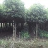 供應湖南完好的8公分香樟，12公分香樟價格