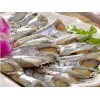 河南去頭鯧魚(yú)片_銷量好的去頭鯧魚(yú)片經(jīng)銷商