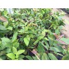 蓮霧苗專業(yè)供應(yīng)商：南寧專業(yè)種植蓮霧果樹(shù)苗