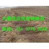 南陽(yáng)桃樹苗價(jià)格行情：云南桃樹苗