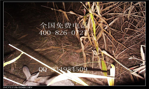 大量供應狩獵場專用野兔跑得快哦