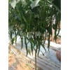 [恒瑞種業(yè)]線椒種子品質(zhì)好_批發(fā)綠線椒種子