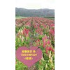 哪里找質量好、品質優的羽扇豆專業供應商；就來@裕馨園藝吧