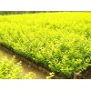 濰坊優質的金葉女貞·廠家直銷，種植叢生福祿考