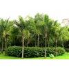 專業(yè)種植布迪椰子種子|想要低價(jià)布迪椰子種植就來泰禾