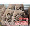 北海雞苗價格，口碑好的廣西雞苗提供商，當屬南寧躍龍禽苗