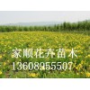 精品大花萱草價格怎么樣，山東大花萱草小苗