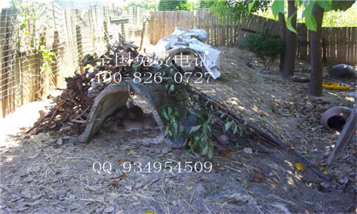 肉兔種兔養(yǎng)殖場提供養(yǎng)殖技術(shù)