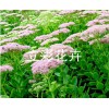紅葉景天價(jià)格，成活率高的八寶景天出售