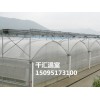 山東口碑好的薄膜溫室大棚_連棟薄膜溫室供應(yīng)商