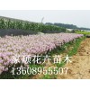 誠信經營的假龍頭小苗生產基地，山東假龍頭價格