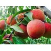 全紅蜜找崇家果樹苗木_品種優良——全紅蜜種植基地