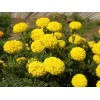 濰坊性價(jià)比高的草花哪里有供應(yīng)_草花