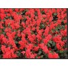 具有價(jià)值的草花市場價(jià)格情況