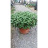專業的秋菊提供商，當屬千順花卉苗木——山東造型菊