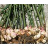 紅芽姜種子批發(fā)市場(chǎng)：河南紅芽姜種子