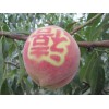 暢銷(xiāo)的映霜紅桃苗，供應(yīng)山東高質(zhì)量的映霜紅桃苗