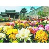 想要超值的國(guó)慶菊就來(lái)同慶花卉|國(guó)慶菊價(jià)格
