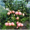 貴州三紅柚苗基地，貴州三紅柚苗價(jià)格，貴州三紅柚苗批發(fā)