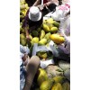陜西大荔哈密瓜批發(fā)，哈密瓜產(chǎn)地批發(fā)價格