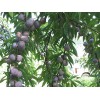 四川李子苗品種，四川李子苗出售，四川李子苗特點(diǎn)