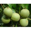 廣西核桃苗價(jià)格，廣西核桃苗，廣西核桃苗品種
