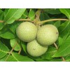 新疆核桃樹苗，新疆核桃樹苗價格，新疆核桃樹苗基地