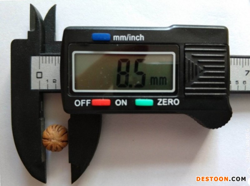 4-粒徑8.5毫米小猴頭核桃