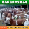 供應(yīng)農(nóng)業(yè)養(yǎng)殖 牛 各種牛品種 養(yǎng)殖 牛犢 西門(mén)塔爾