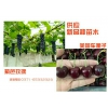 低價轉讓好品種！結果樹占地苗原生五年結果大樹各種最新品種