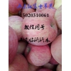 15020310061山東紅富士蘋果供應(yīng)批發(fā)價格