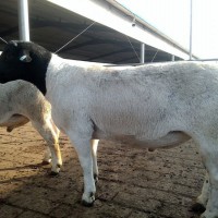 供應山東濟寧湖羊養殖基地多胎多肉雜交懷孕母羊建成牧業