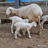 供應濟寧梁山自養多胎小尾寒羊繁育基地純種小尾寒羊種公羊價格