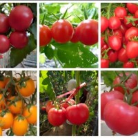 日照小番茄苗批發，育千禧、貝貝番茄苗基地