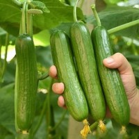 天津大棚黃瓜苗供應，2025嫁接黃瓜苗育苗廠