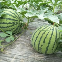 鄂州西瓜苗、甜瓜苗育苗廠，早春瓜苗代育批發(fā)