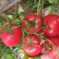 朔州西紅柿苗廠家 2026山西出售粉果番茄苗價格