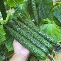 鶴壁育黃瓜苗廠家，河南2026去哪買嫁接黃瓜苗