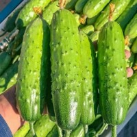 菏澤嫁接黃瓜苗育苗基地/黃瓜苗廠家，2026早春黃瓜苗價格