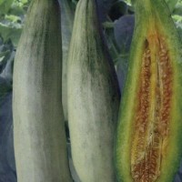 聊城甜瓜苗育苗基地 嫁接羊角蜜甜瓜苗批發